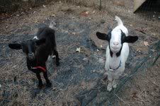 Pregnant Goat? - Goats