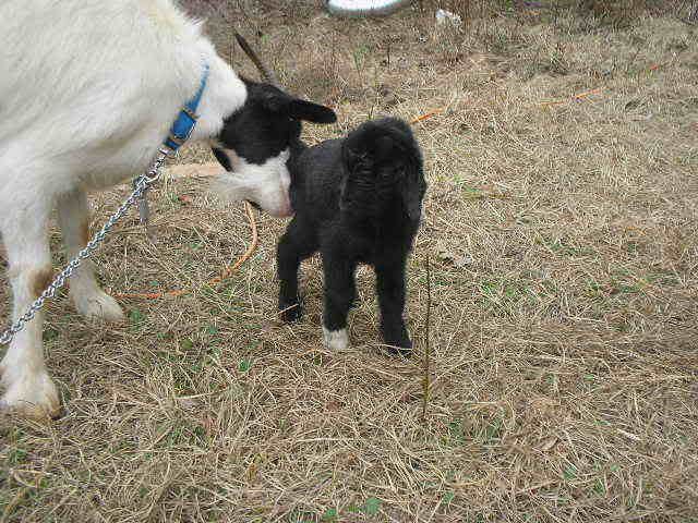TWINS: A buckling and a doeling I THINK - Goats
