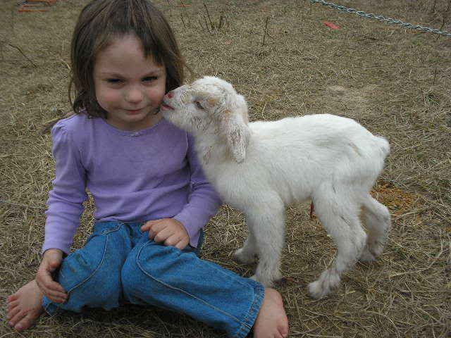TWINS: A buckling and a doeling I THINK - Goats