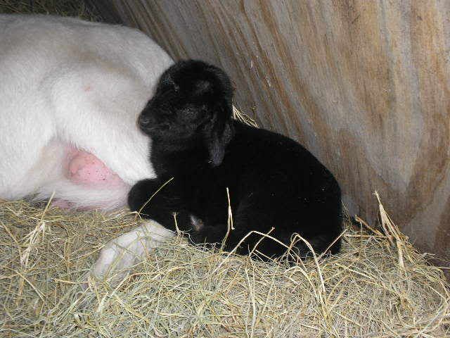 TWINS: A buckling and a doeling I THINK - Goats