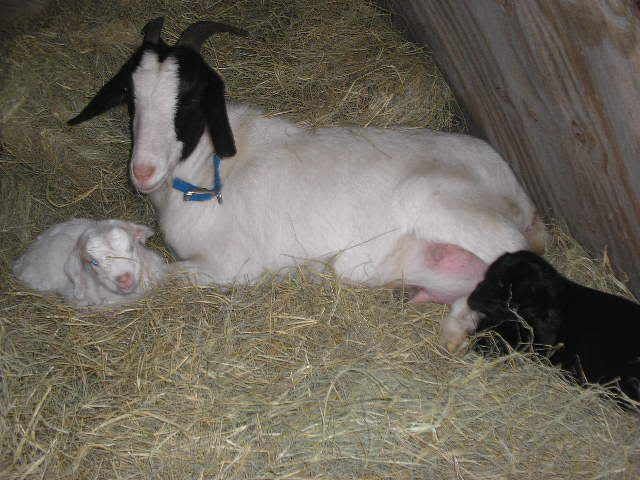 TWINS: A buckling and a doeling I THINK - Goats