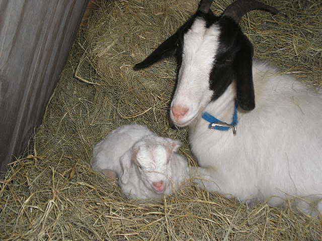 TWINS: A buckling and a doeling I THINK - Goats
