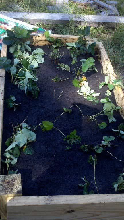 Finished small strawberry bed