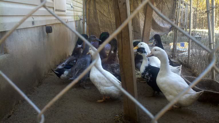Newest group of ducks