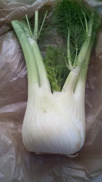 fennel bulb