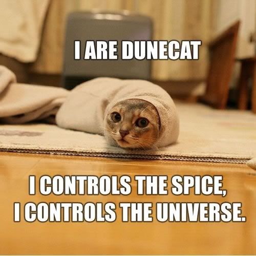 dunecat