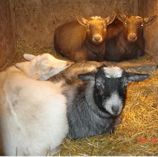 elsie's goats