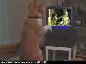funny-pictures-gif-television-is-making-our-kittehs-violent1.gif