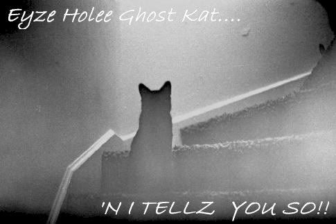 holee ghost cat