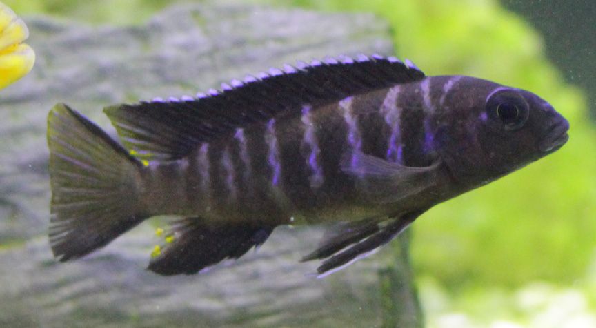 Chewere Cichlid