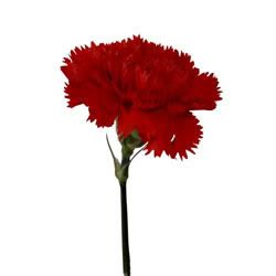 Floral - Red Carnation Pictures, Images and Photos