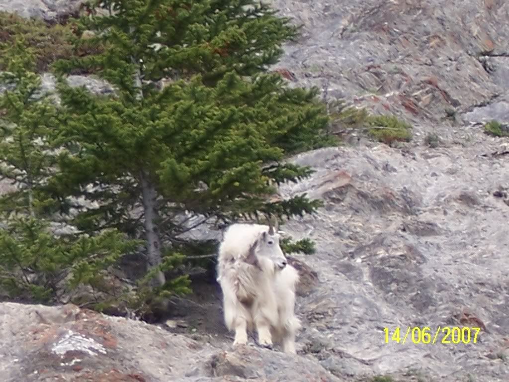 100_1571.jpg white Moutain Goat image by planet_06