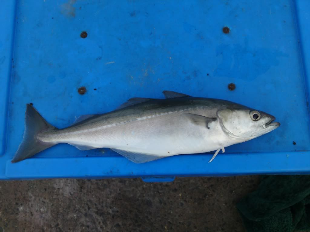 DSC00338.jpg