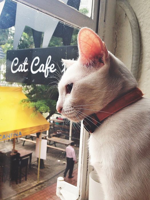 Cat Cafe photo photo1-140125-v2__zpsa4347e48.jpg