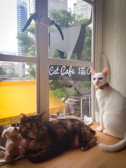 Cat Cafe photo photo3-140123-v2__zpsd8549103.jpg