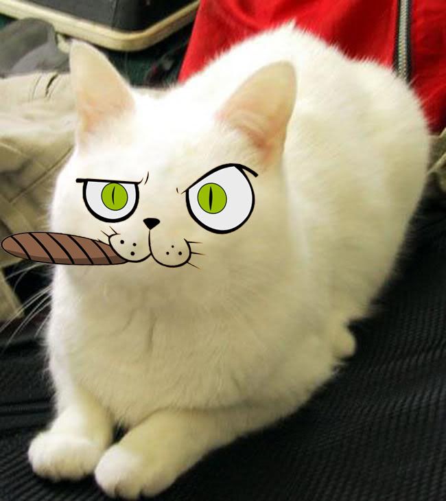 Cat Cigar