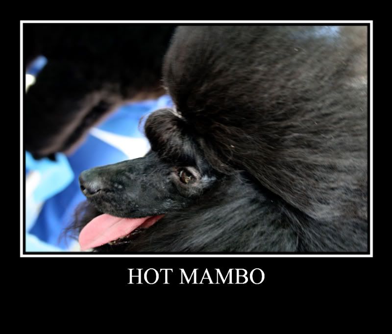 Mambo4-1-1.jpg