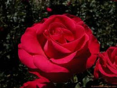  photo 1b0551da06009db5a5062afa1f9fe8f1o.jpg