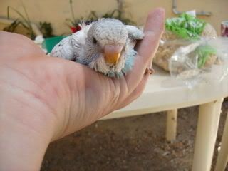 Picture321-1.jpg