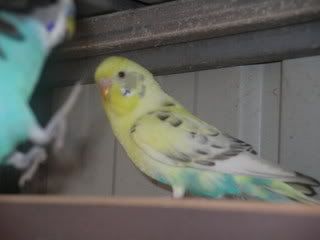 budgie012.jpg