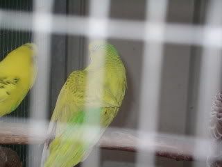 budgie017-1.jpg