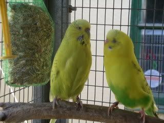 budgie073.jpg