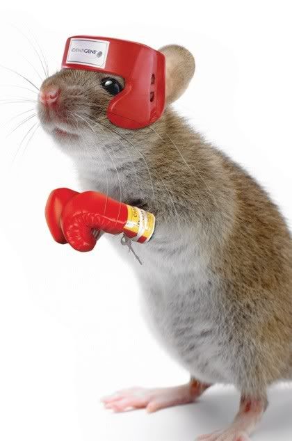 Mouse_Final.jpg
