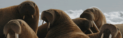 [Image: walrus_family_affair-2.gif]