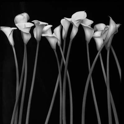 black and white pictures of flowers. lack and white flower girl