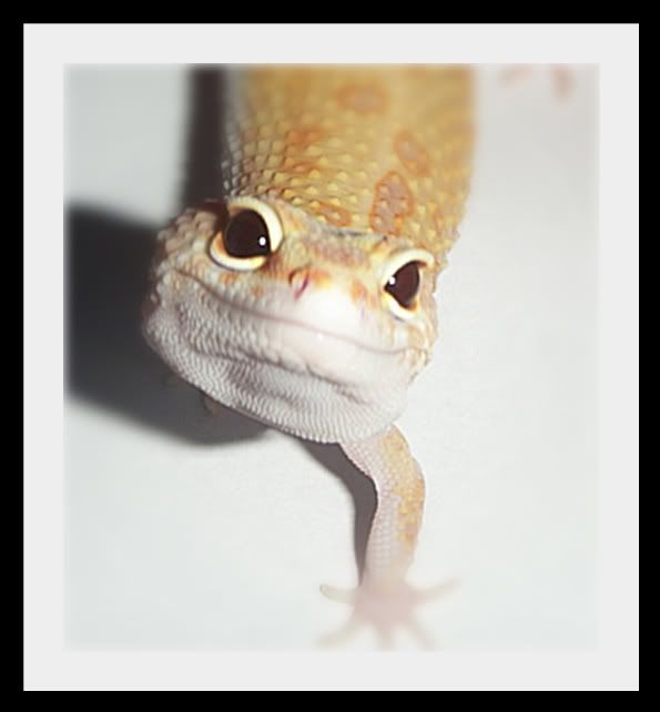 Posted Image