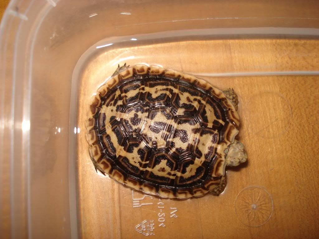 Tortoise010.jpg