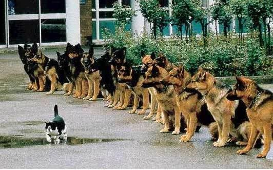 brave cat photo: Brave Cat brave.jpg