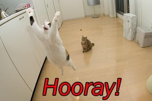 Image result for hooray! cats