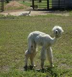 web_Alpaca20Poodle.jpg