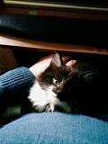 desk kitty 1
