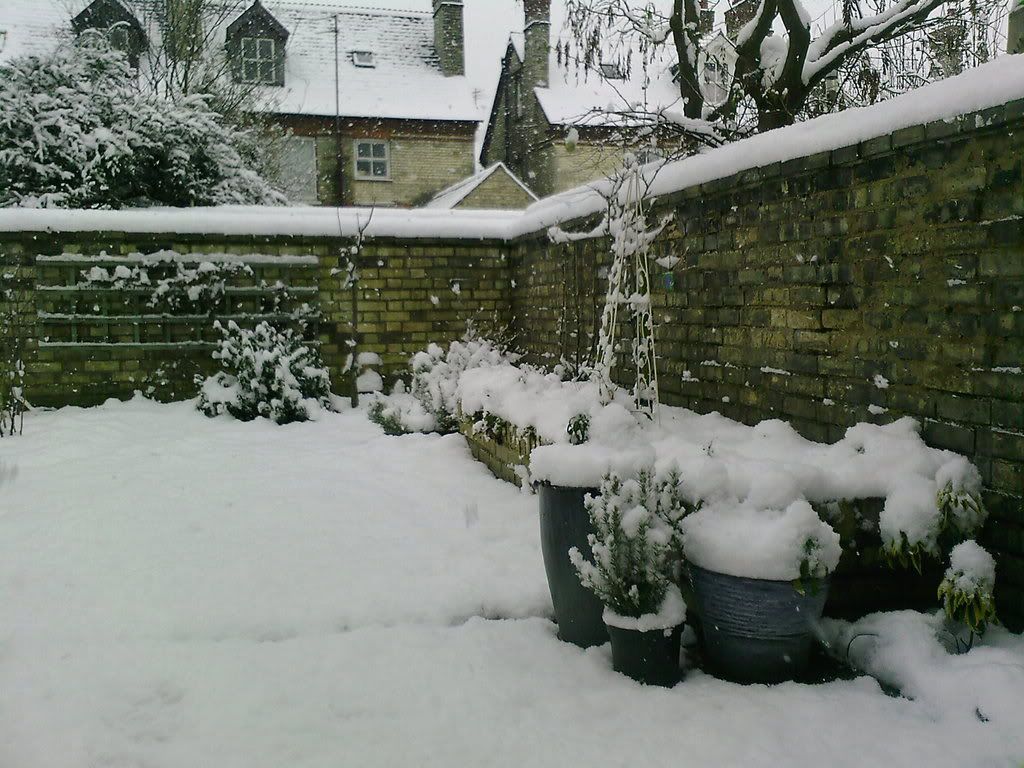 snow in garden 1