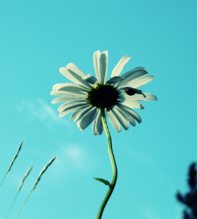 flower Pictures, Images and Photos