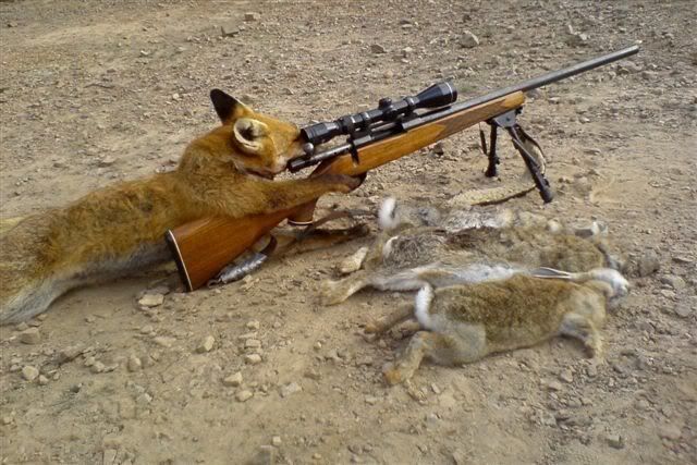 Fox_Hunting.jpg