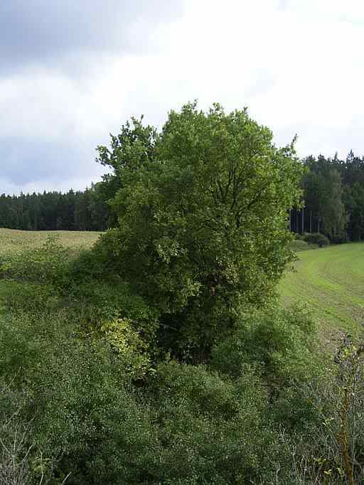 http://i208.photobucket.com/albums/bb7/BavariaMike/SeptDec08/21Sep08cartroad.jpg