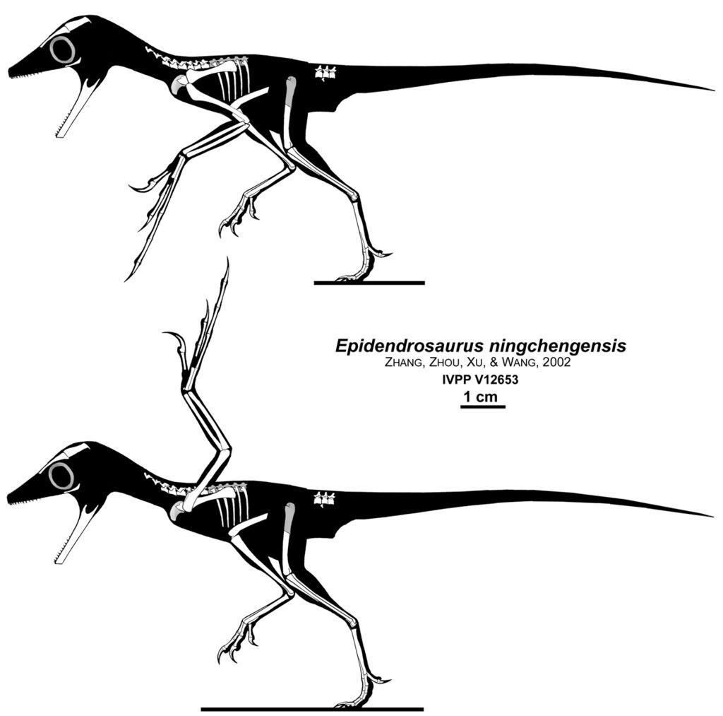 ... a child or adult. Along the lines of the Theropod type dinosaur (T-Rex, ... Epidendrosaurus Hot dirty Mature Gallery Free porn pictures Migalx