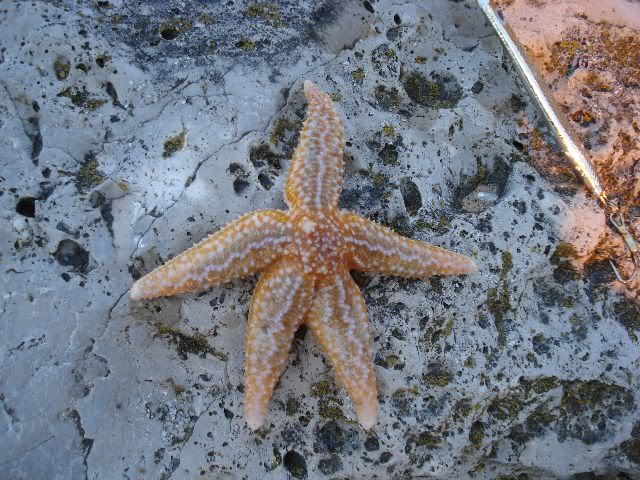 Star000.jpg