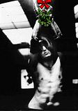 Mistletoe.jpg image by PlacesParallel