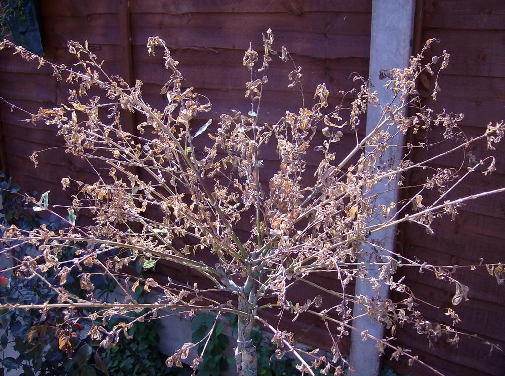 Salix dying Gardeners Corner The Friendly Gardening Forum