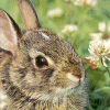 Bunny.gif