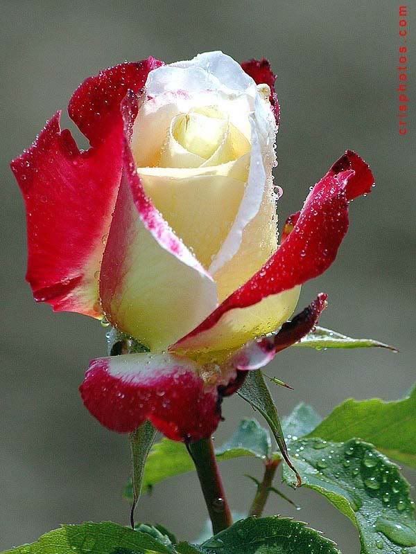 picture red rose white