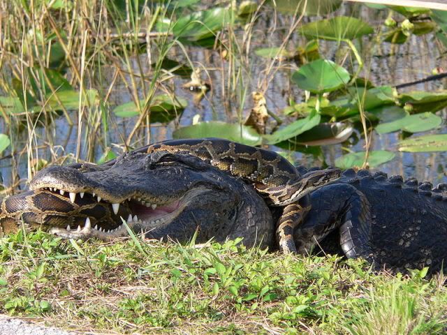 alligator and python fight
