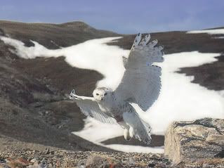 Snowy Owl Photo courtesy Brian Hawkes