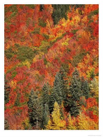 New York City and Central central park new york fall. New York City and Central