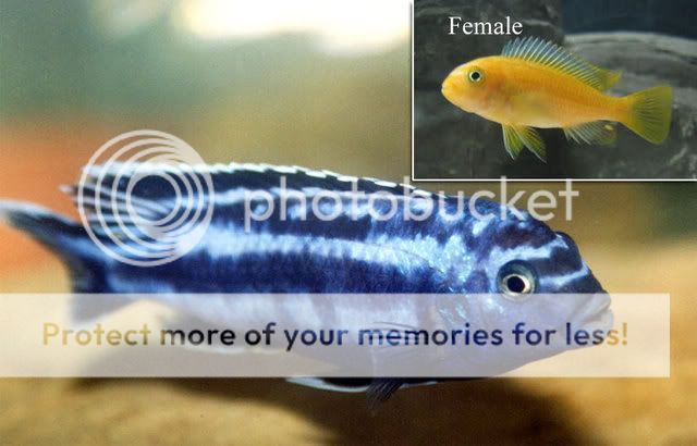 Johanni & cyaneorhabdos differences | MonsterFishKeepers.com