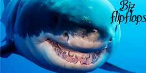 photo animal2.jpg